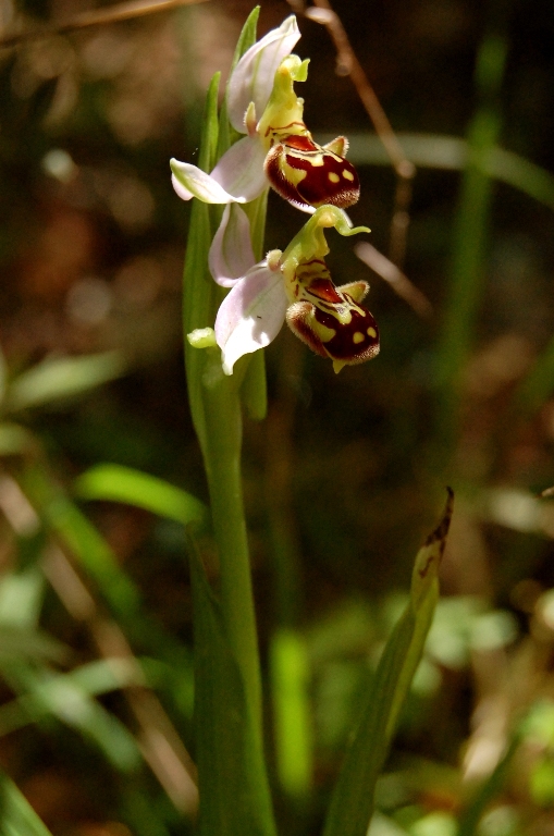 A caccia di orchidee tra i boschi dell''Appennino laziale